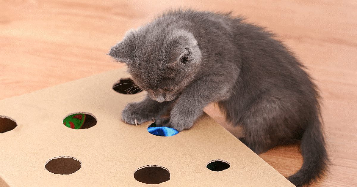 Juguetes para gatos con best sale rollos de papel higienico